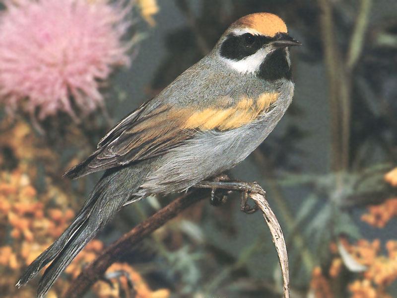 Golden-winged Warbler (Vermivora chrysoptera) {!--노란죽지솔새-->; DISPLAY FULL IMAGE.