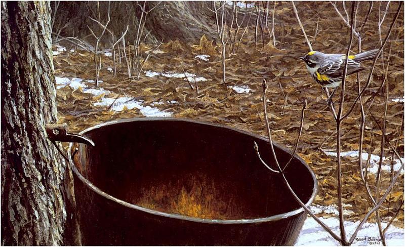 [Animal Art - Robert Bateman] (Myrtle) Yellow-rumped Warbler (Dendroica coronata) {!--노란엉덩이솔새-->; DISPLAY FULL IMAGE.