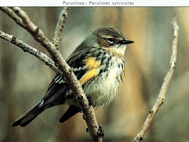[Animal Art] Yellow-rumped Warbler (Dendroica coronata) {!--노란엉덩이솔새-->; DISPLAY FULL IMAGE.