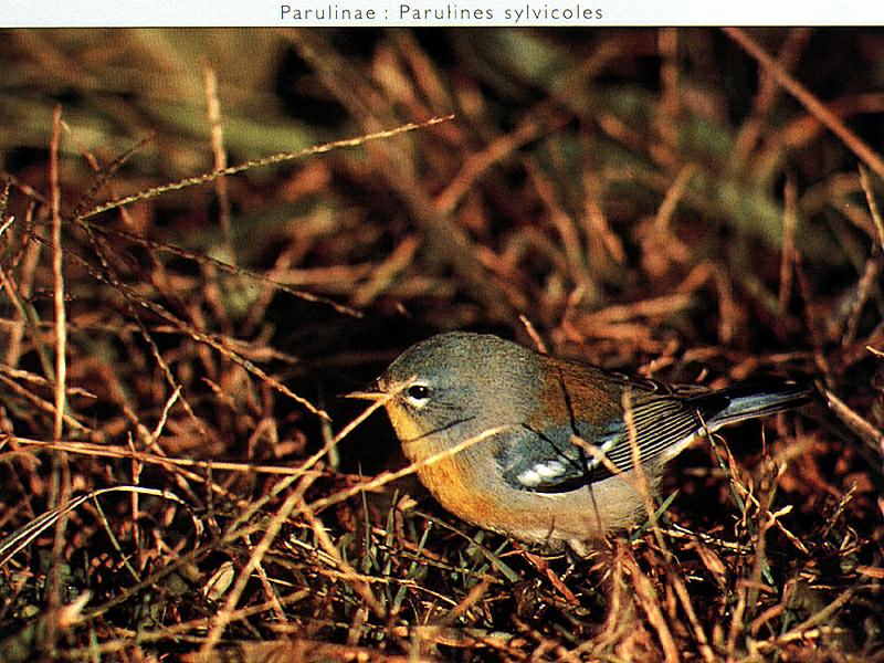 Northern Parula Warbler (Parula americana) {!--아메리카휘파람새-->; DISPLAY FULL IMAGE.