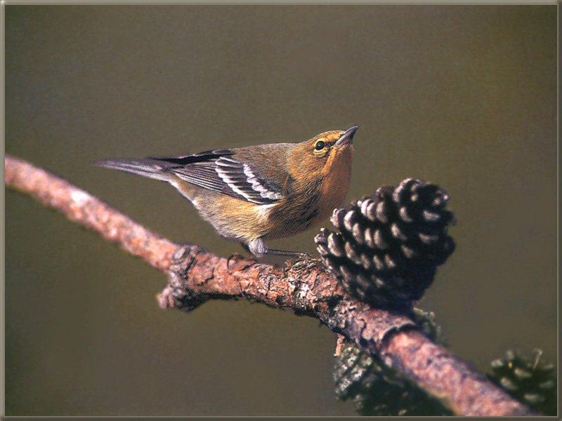 Pine Warbler (Dendroica pinus) {!--소나무솔새-->; DISPLAY FULL IMAGE.