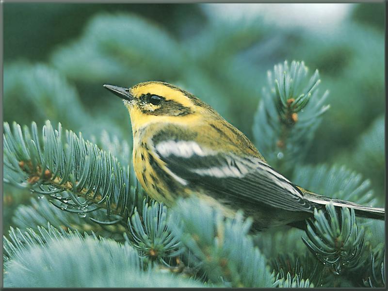Townsend's Warbler (Dendroica townsendi) {!--검은안경솔새-->; DISPLAY FULL IMAGE.