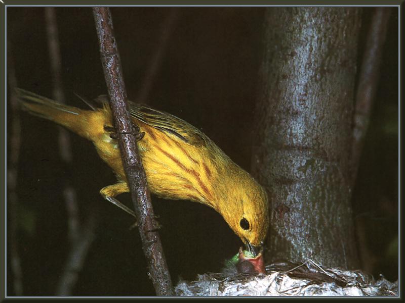 Yellow Warbler (Dendroica petechia) {!--황금솔새-->; DISPLAY FULL IMAGE.