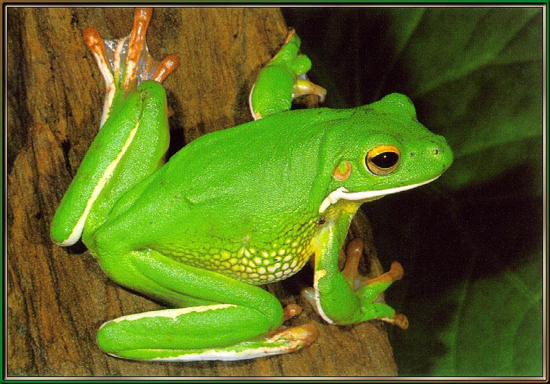 White-lipped Treefrog (Litoria infrafrenata) {!--흰입술큰청개구리-->; DISPLAY FULL IMAGE.