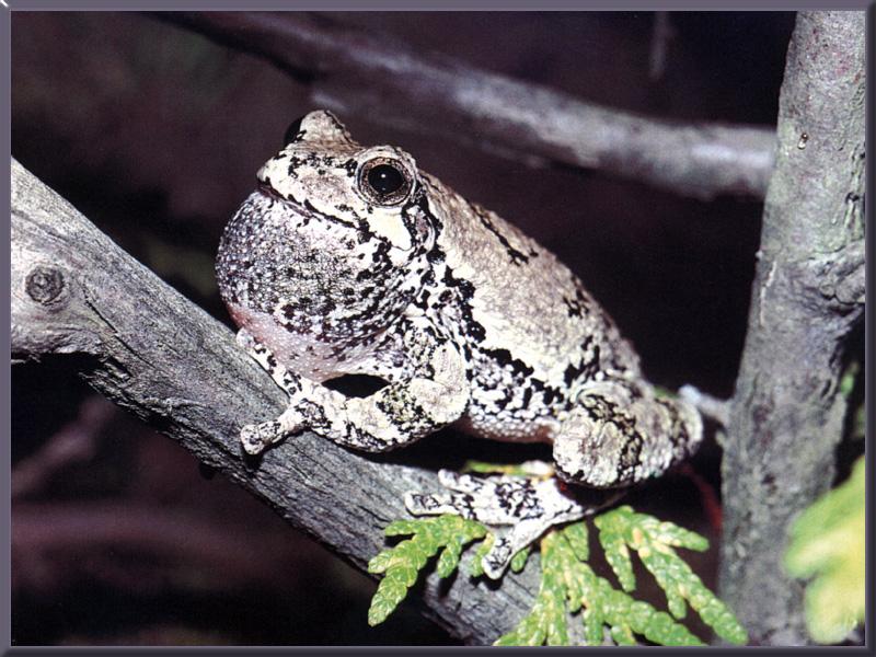Common Gray Treefrog (Hyla versicolor) {!--회색청개구리-->; DISPLAY FULL IMAGE.
