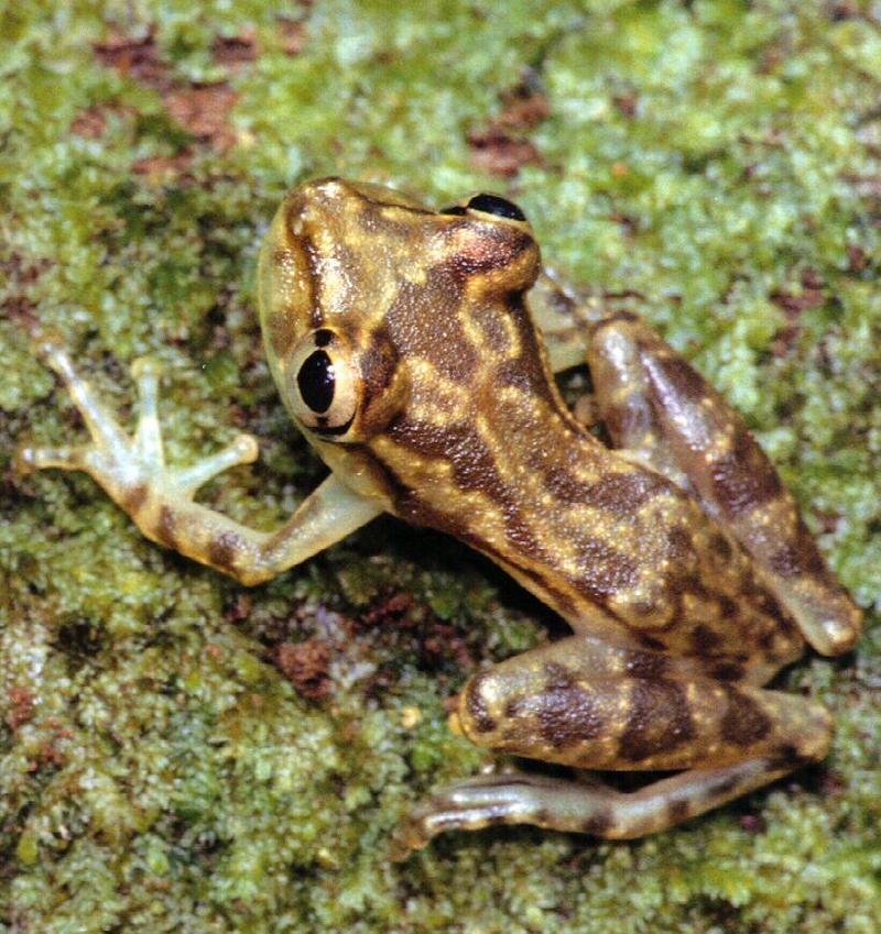 Narrow-headed Treefrog (Hyla elaeochroa) {!--좁은머리청개구리-->; DISPLAY FULL IMAGE.