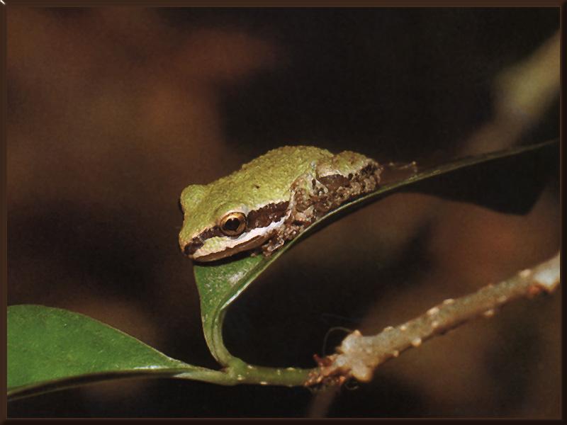 Pacific Treefrog (Hyla regilla) {!--북미태평양청개구리-->; DISPLAY FULL IMAGE.