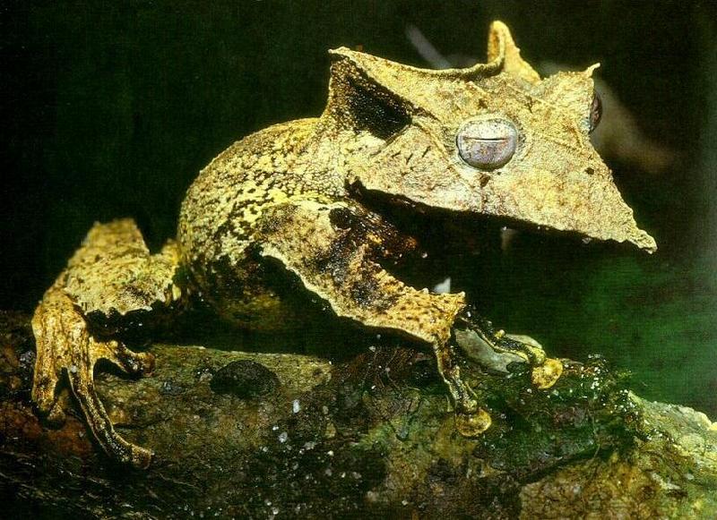 Sleepy-eyed Treefrog (Hemiphractus johnsoni) {!--별머리개구리-->; DISPLAY FULL IMAGE.