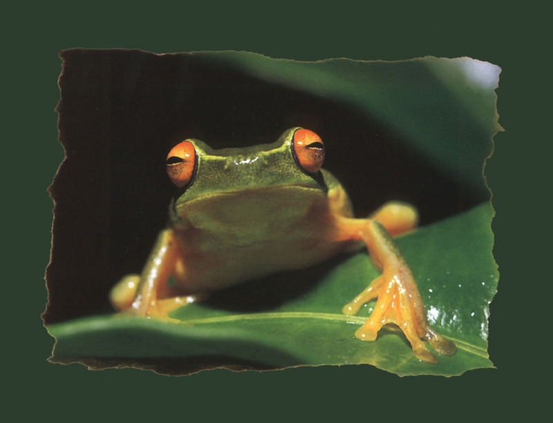 Southern Orange-eyed Treefrog (Litoria chloris) {!--호주붉은눈청개구리-->; DISPLAY FULL IMAGE.