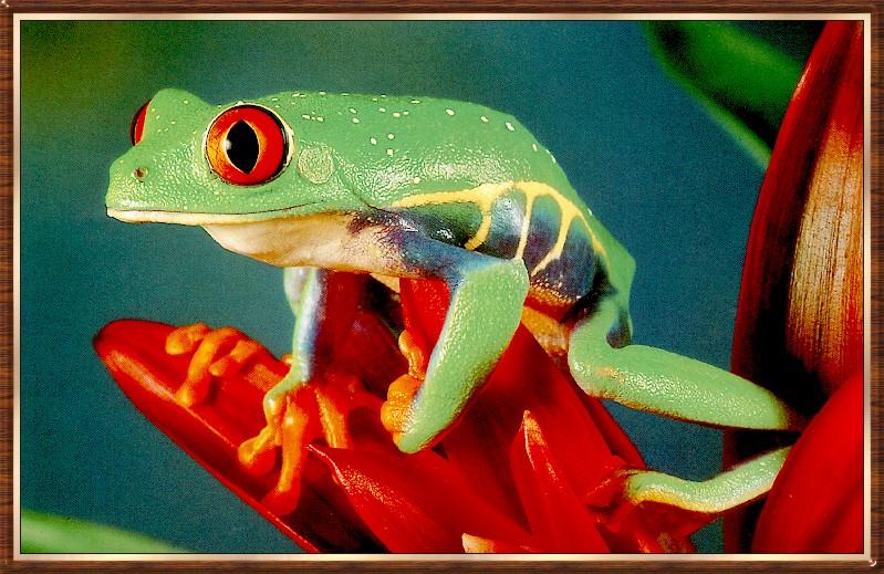 Red-eyed Treefrog (Agalychnis callidryas) {!--붉은눈청개구리-->; DISPLAY FULL IMAGE.