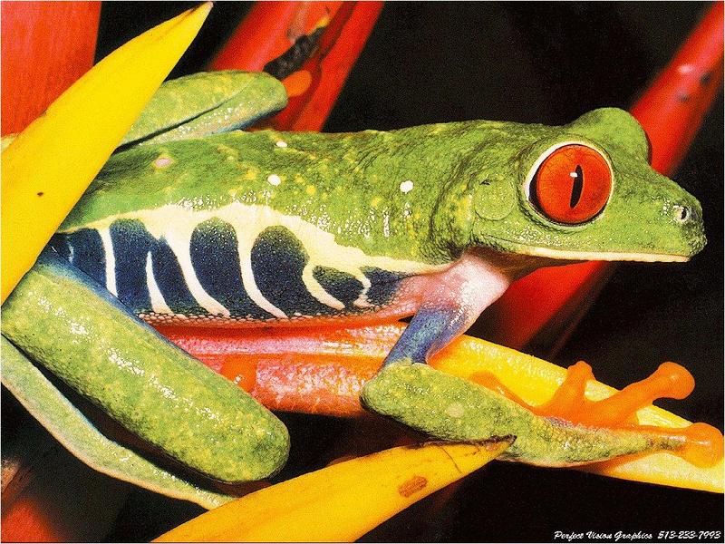 Red-eyed Treefrog (Agalychnis callidryas) {!--붉은눈청개구리-->; DISPLAY FULL IMAGE.