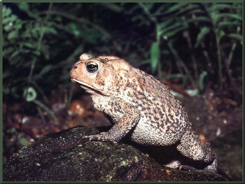American Toad (Bufo americanus) {!--아메리카두꺼비-->; DISPLAY FULL IMAGE.