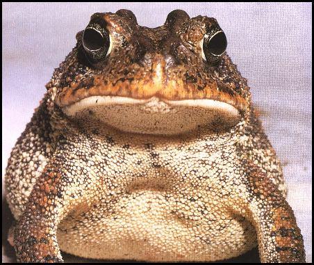 Southern Toad (Bufo terrestris) {!--미국남방두꺼비-->; Image ONLY