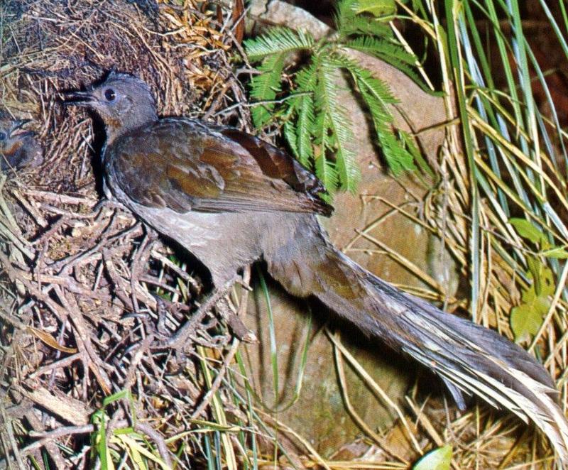 Superb Lyrebird (Menura novaehollandiae) {!--큰거문고새,금조(琴鳥)-->; DISPLAY FULL IMAGE.