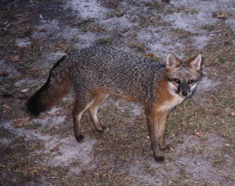 Gray Fox (Urocyon cinereoargenteus) {!--회색여우-->; DISPLAY FULL IMAGE.