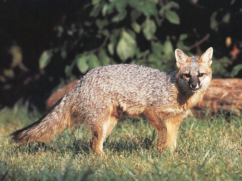 Gray Fox (Urocyon cinereoargenteus) {!--회색여우-->; DISPLAY FULL IMAGE.