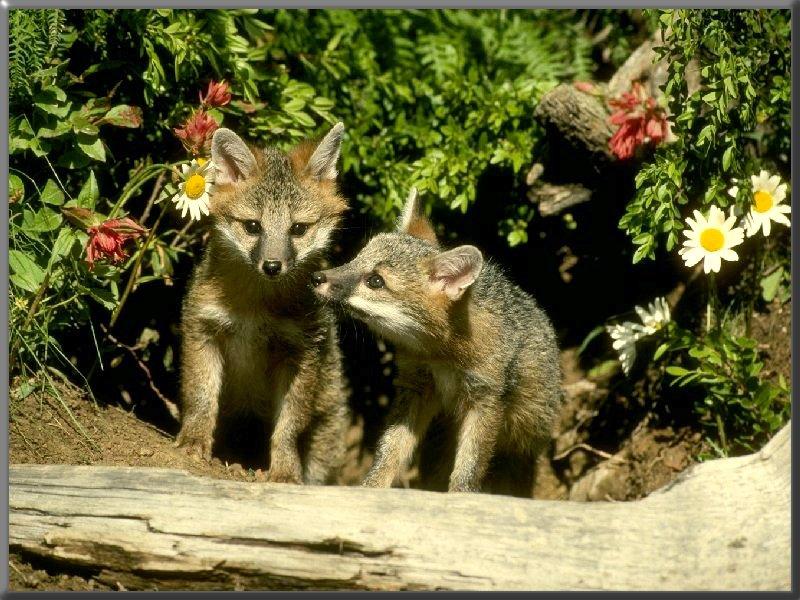 Gray Fox puppies (Urocyon cinereoargenteus) {!--회색여우-->; DISPLAY FULL IMAGE.