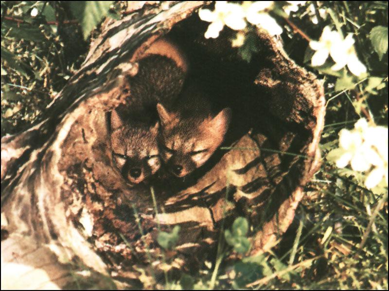Gray Fox puppies (Urocyon cinereoargenteus) {!--회색여우-->; DISPLAY FULL IMAGE.