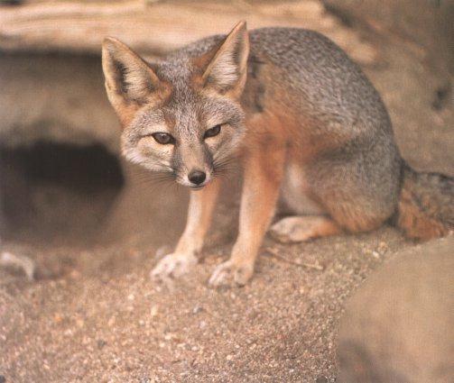 Kit Fox (Vulpes macrotis); Image ONLY