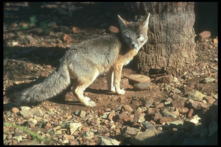 Kit Fox (Vulpes macrotis); Image ONLY