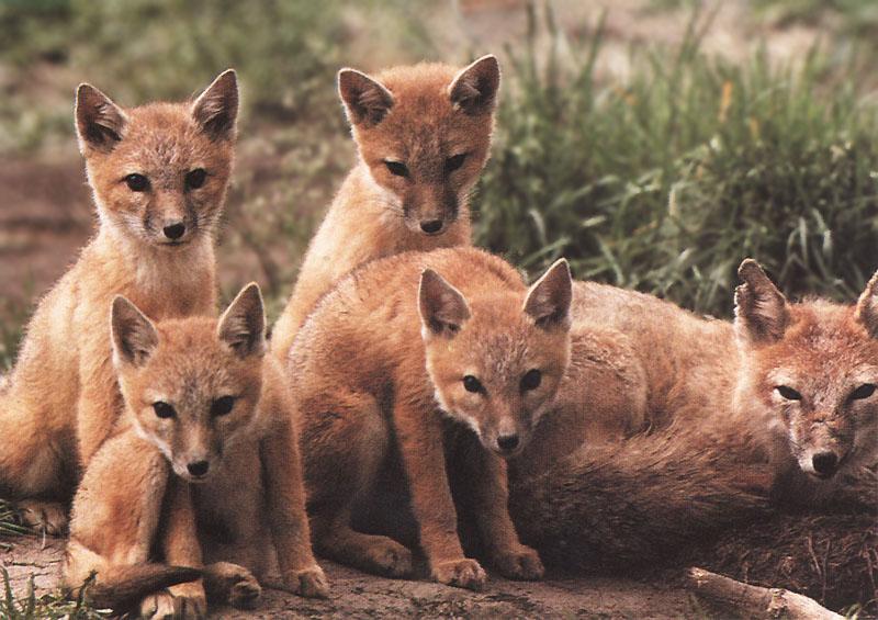Swift Fox puppies (Vulpes velox){!--벨록스여우-->; DISPLAY FULL IMAGE.