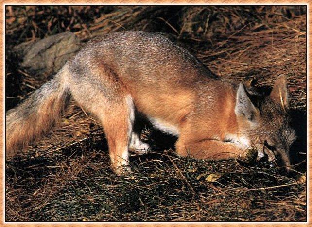 Swift Fox (Vulpes velox){!--벨록스여우-->; Image ONLY