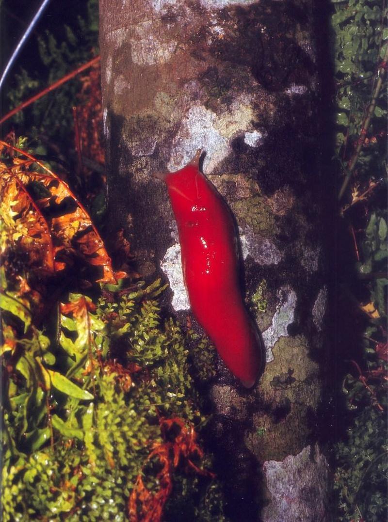 [Australia] Red Triangle Slug (Triboniophorus graeffei){!--민달팽이류(호주)-->; DISPLAY FULL IMAGE.
