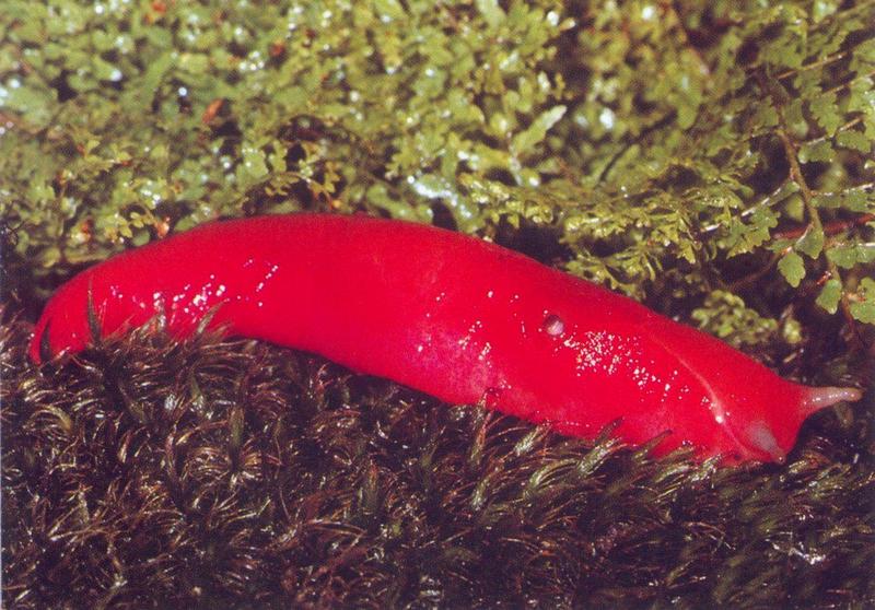 [Australia] Red Triangle Slug (Triboniophorus graeffei)<!--민달팽이류(호주)-->; DISPLAY FULL IMAGE.