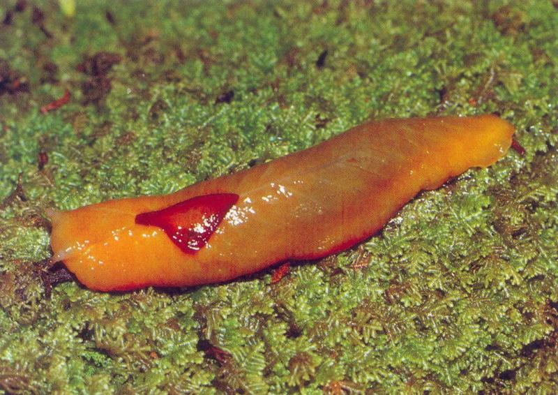 [Australia] Yellow Slug {!--민달팽이류(호주)-->; DISPLAY FULL IMAGE.