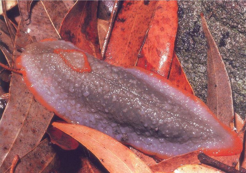 [Australia] Garden Slug {!--민달팽이류(호주)-->; DISPLAY FULL IMAGE.