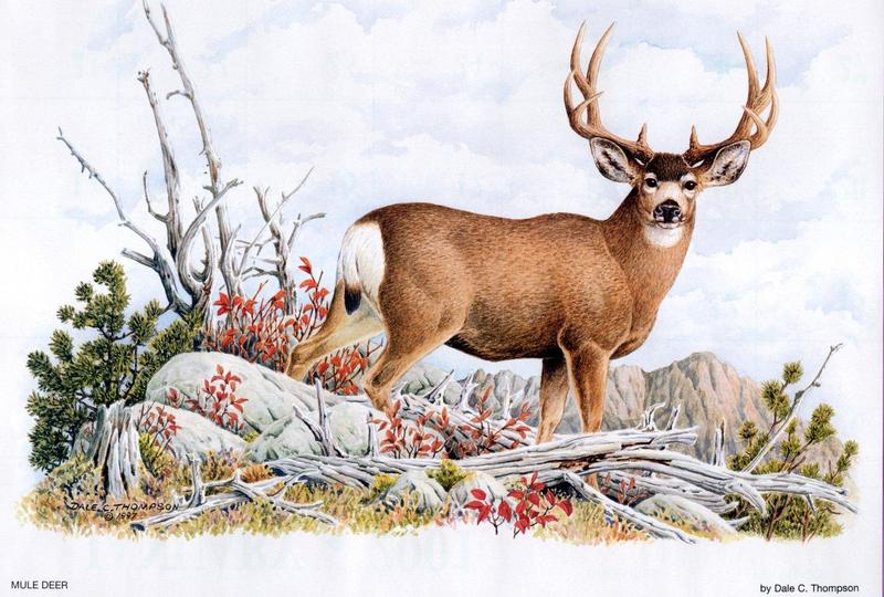 [Animal Art - Dale C. Thompson] Mule Deer (Odocoileus hemionus) {!--검은꼬리사슴-->; DISPLAY FULL IMAGE.