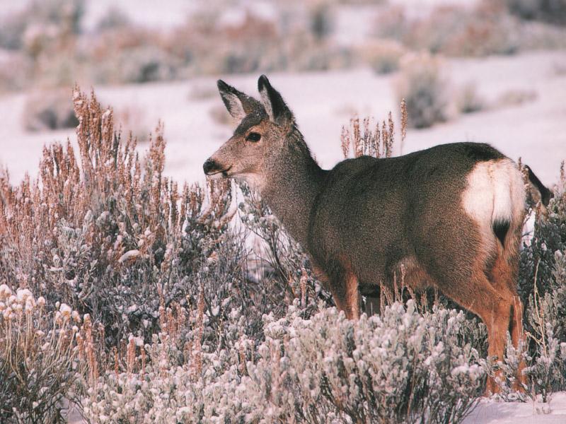 Mule Deer (Odocoileus hemionus) {!--검은꼬리사슴-->; DISPLAY FULL IMAGE.