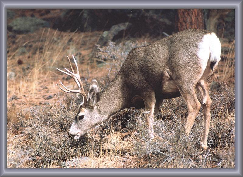Mule Deer (Odocoileus hemionus) {!--검은꼬리사슴-->; DISPLAY FULL IMAGE.