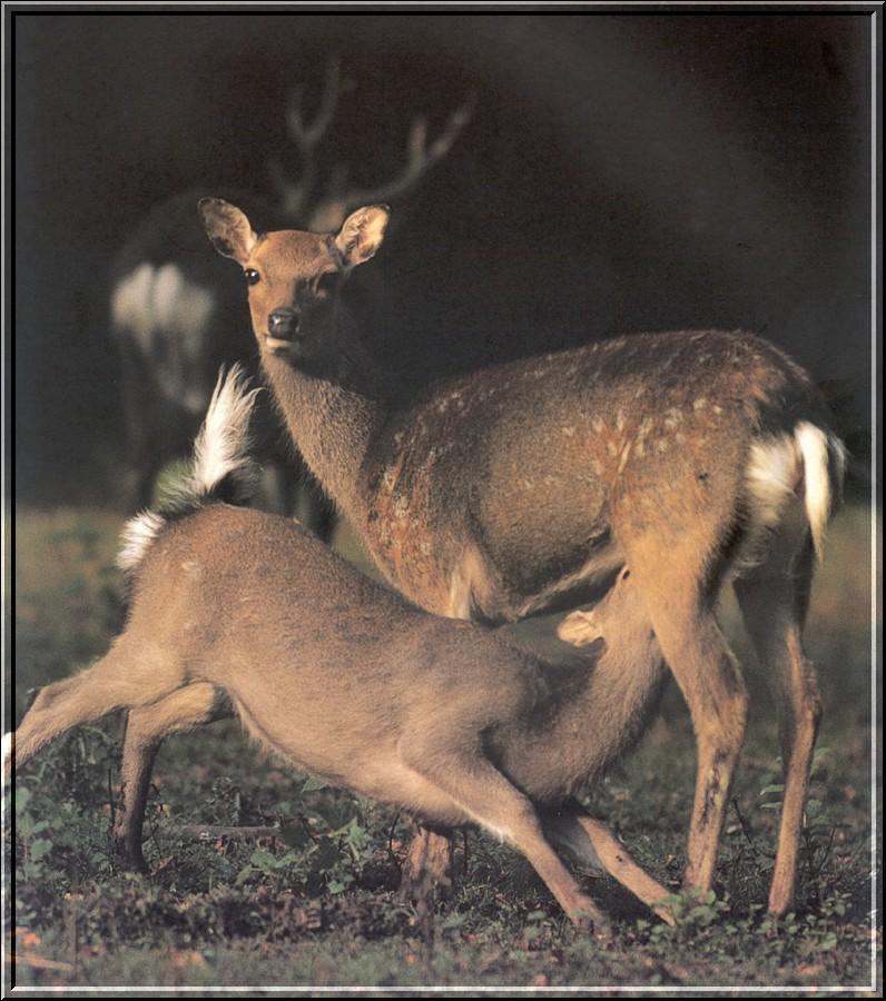 Sika Deer (Cervus nippon) {!--일본사슴-->; DISPLAY FULL IMAGE.