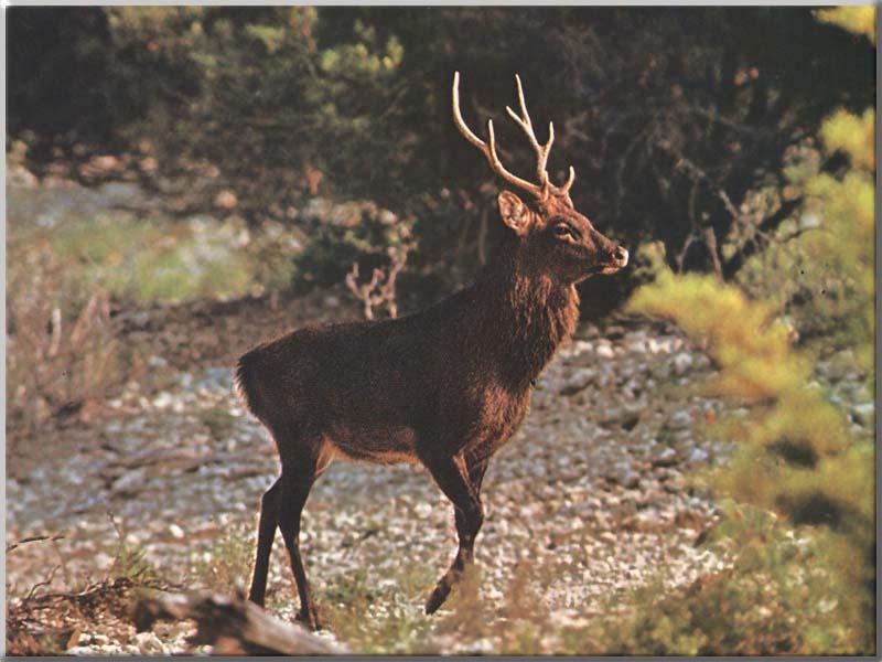 Sika Deer (Cervus nippon) {!--일본사슴-->; DISPLAY FULL IMAGE.