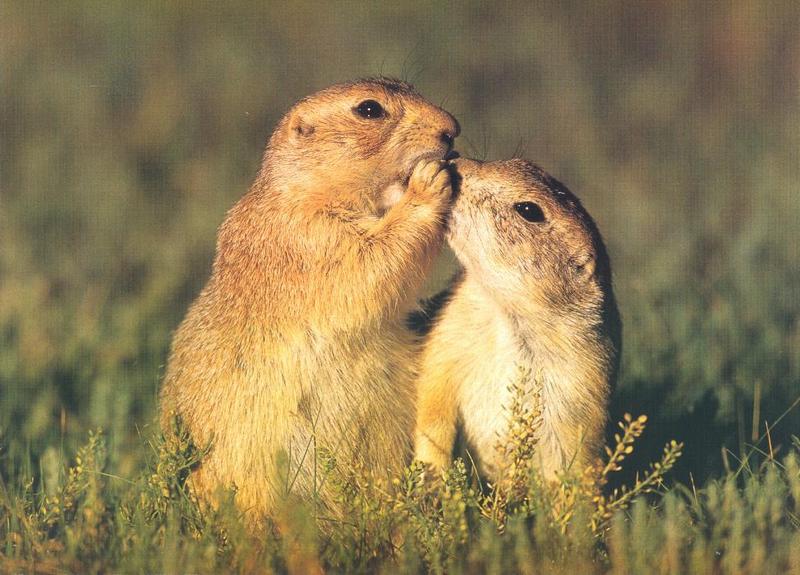 Prairie Dog pair (Cynomys sp.) {!--개쥐(프레리도그)-->; DISPLAY FULL IMAGE.