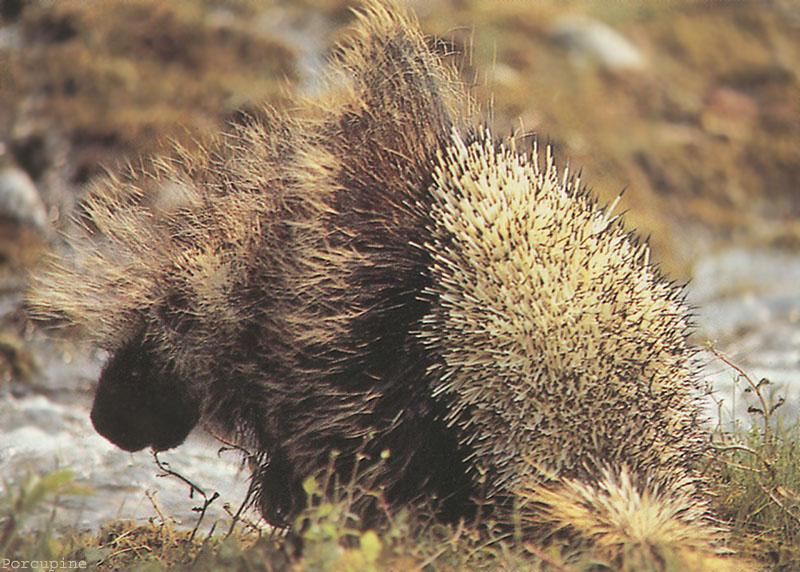 North American Porcupine (Erethizon dorsatum) {!--북아메리카호저,캐나다호저,캐나다산미치광이-->; DISPLAY FULL IMAGE.