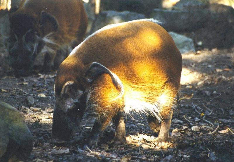 Red River Hog (Potamochoerus porcus) {!--강멧돼지, 물멧돼지, 강돼지-->; DISPLAY FULL IMAGE.