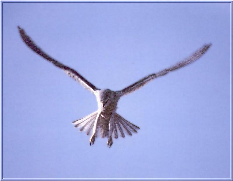 Black-winged Kite (Elanus caeruleus) {!--검은죽지솔개-->; DISPLAY FULL IMAGE.