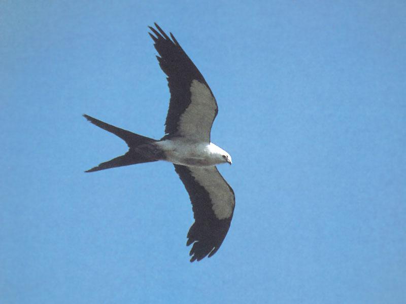 Swallow-tailed Kite (Elanoides forficatus) {!--제비꼬리솔개-->; DISPLAY FULL IMAGE.