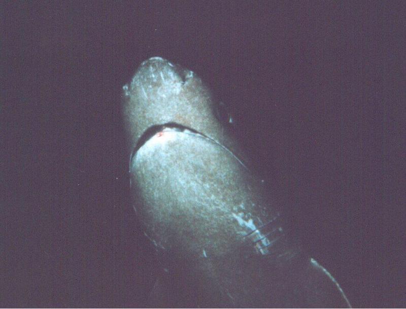 Bluntnose Sixgil Shark (Hexanchus griseus) {!--여섯아가미상어(식스길)-->; DISPLAY FULL IMAGE.