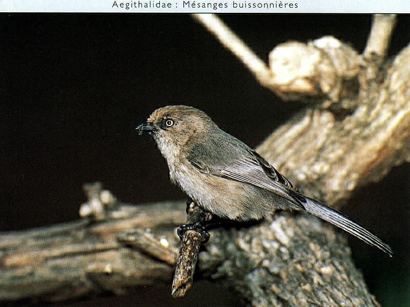 Bushtit (Psaltriparus minimus) {!--긴꼬리북미쇠박새-->; DISPLAY FULL IMAGE.