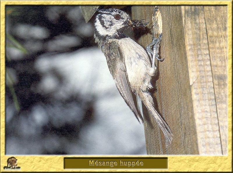 Crested Tit (Parus cristatus) {!--뿔박새-->; DISPLAY FULL IMAGE.