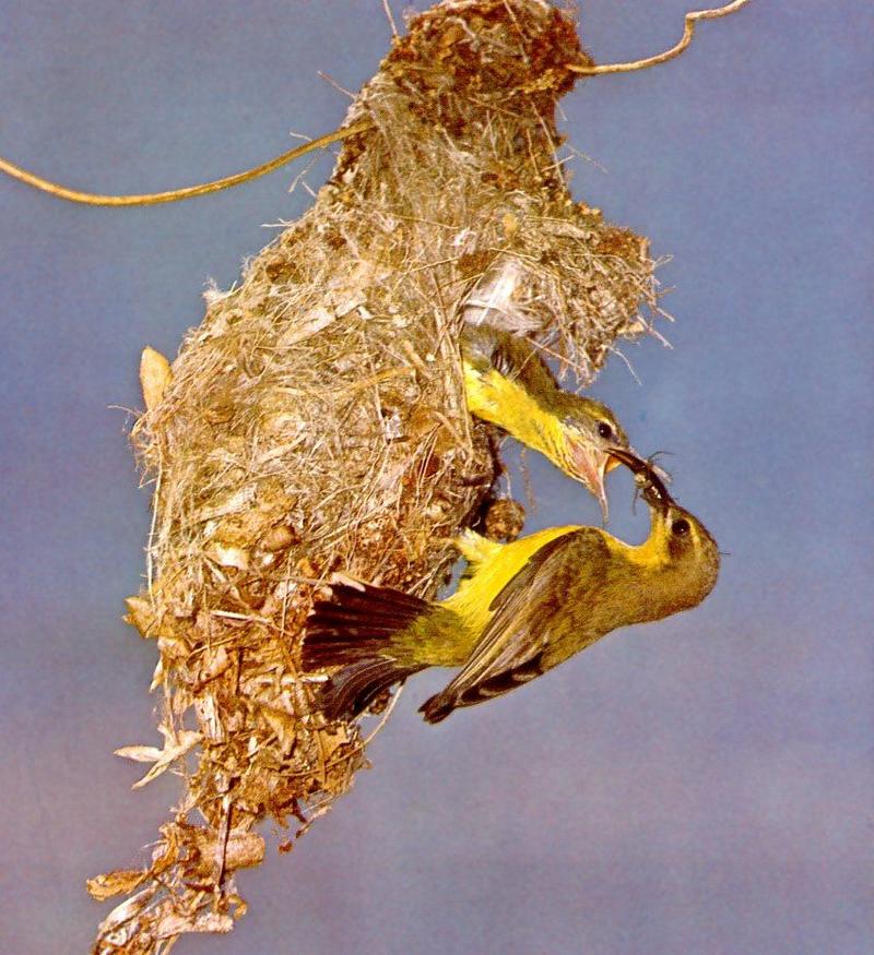 Newton's Yellow-breasted Sunbird (Nectarinia newtonii) {!--뉴톤태양새-->; DISPLAY FULL IMAGE.