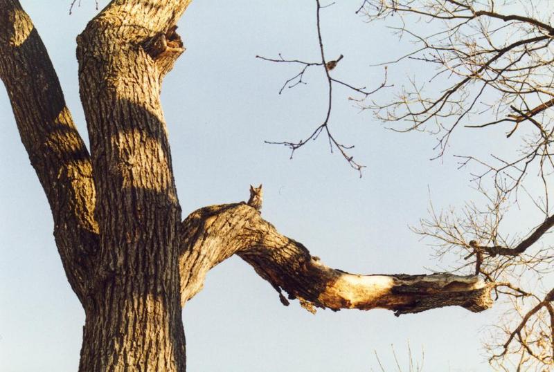 Eastern Screech-owl (Otus asio) {!--북아메리카귀신소쩍새-->; DISPLAY FULL IMAGE.