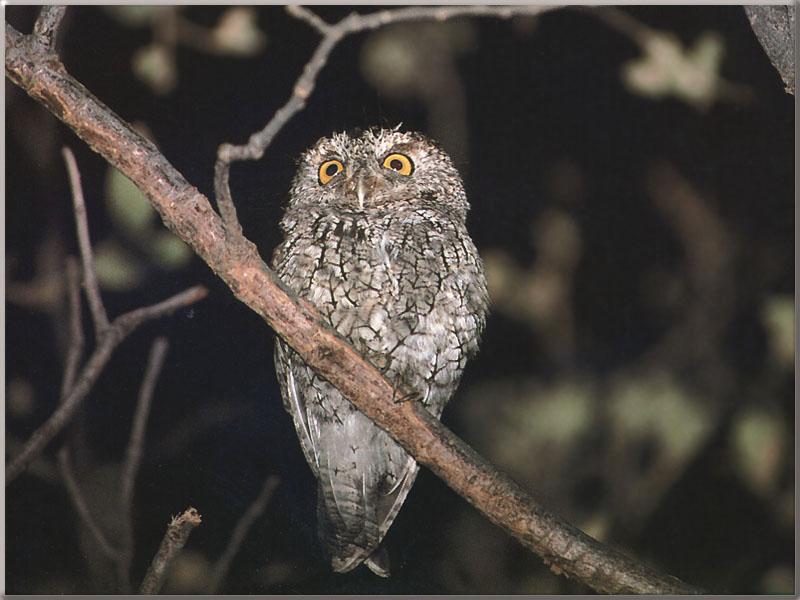Whiskered Screech-owl (Otus trichopsis) {!--북아메리카수염소쩍새-->; DISPLAY FULL IMAGE.