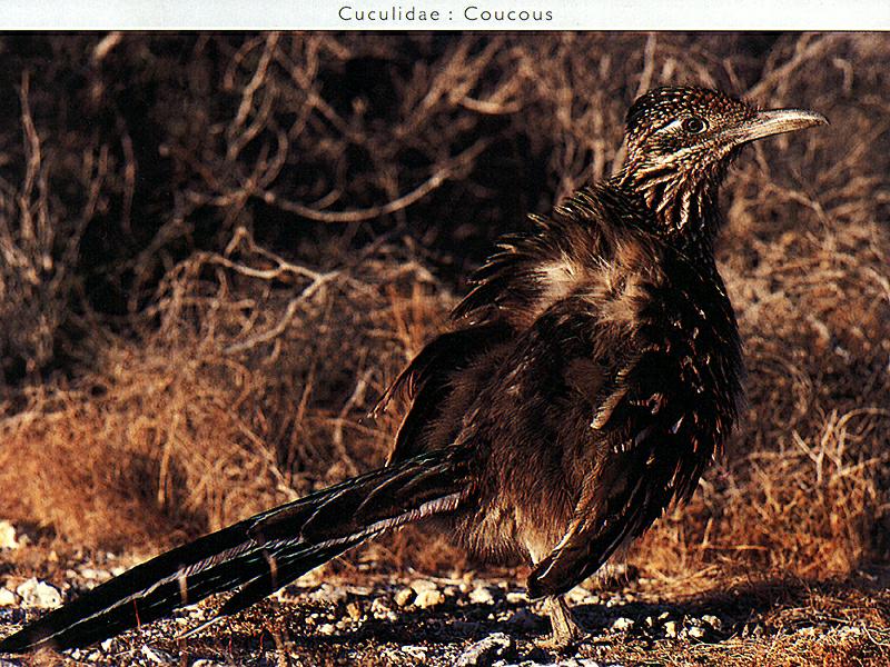 Greater Roadrunner (Geococcyx californianus) {!--큰길달리기새(로드러너)-->; DISPLAY FULL IMAGE.