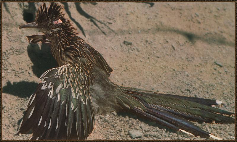 Greater Roadrunner (Geococcyx californianus) {!--큰길달리기새(로드러너)-->; DISPLAY FULL IMAGE.