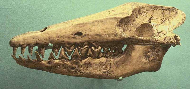 Prehistoric Whale fossil, Skull, (Pakicetus inachus) {!--고대고래 두개골 화석-->; DISPLAY FULL IMAGE.