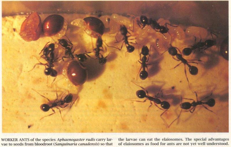 Myrmicine Ant (Aphaenogaster rudis) {!--휠러장다리개미-->; DISPLAY FULL IMAGE.